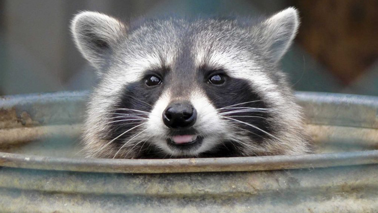 Image of a raccoon in a barrel