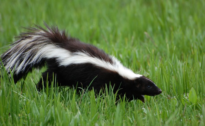 Pee-Ew! What to Do If a Skunk Gets in Your Los Angeles Home