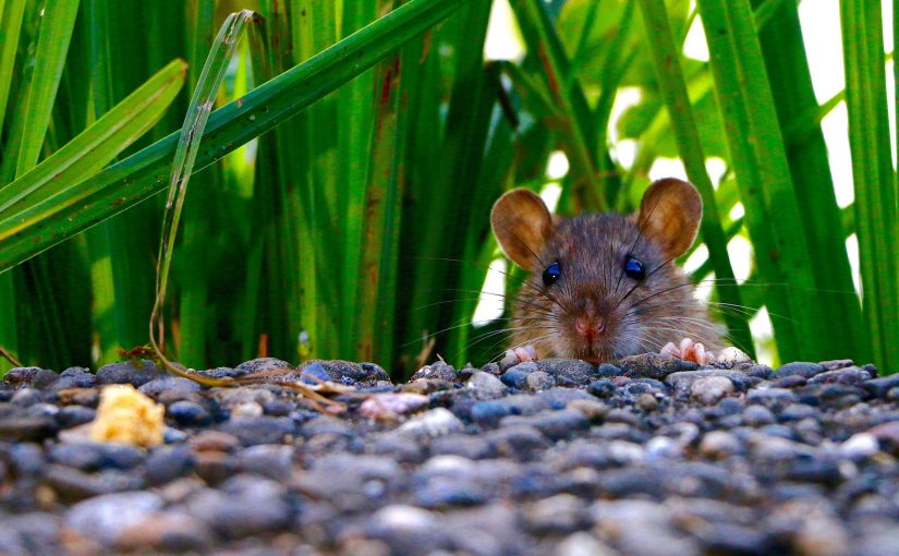How to Get Rid of Rats and Mice in Your LA Home