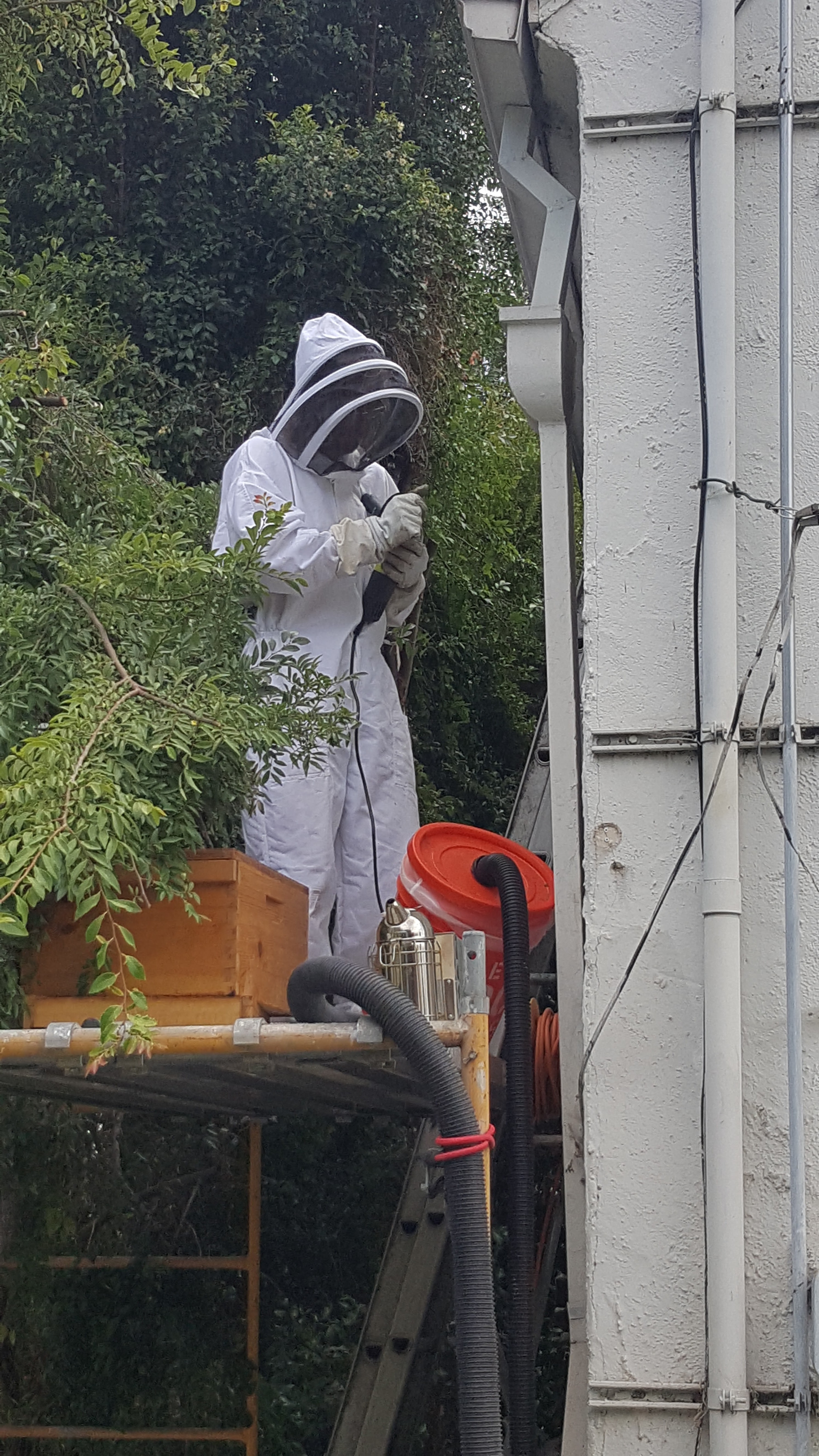 bee removal