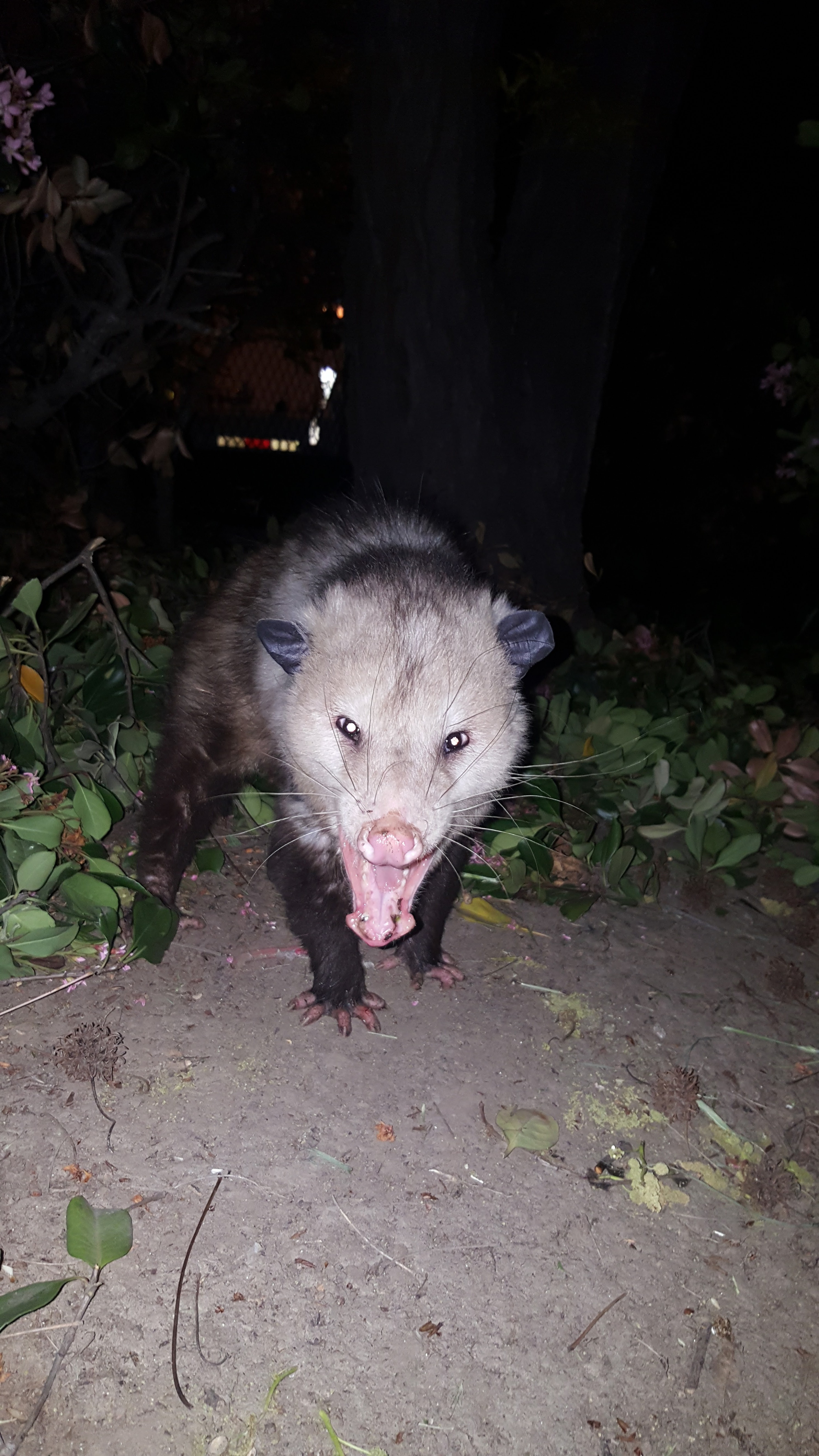 opossum 1