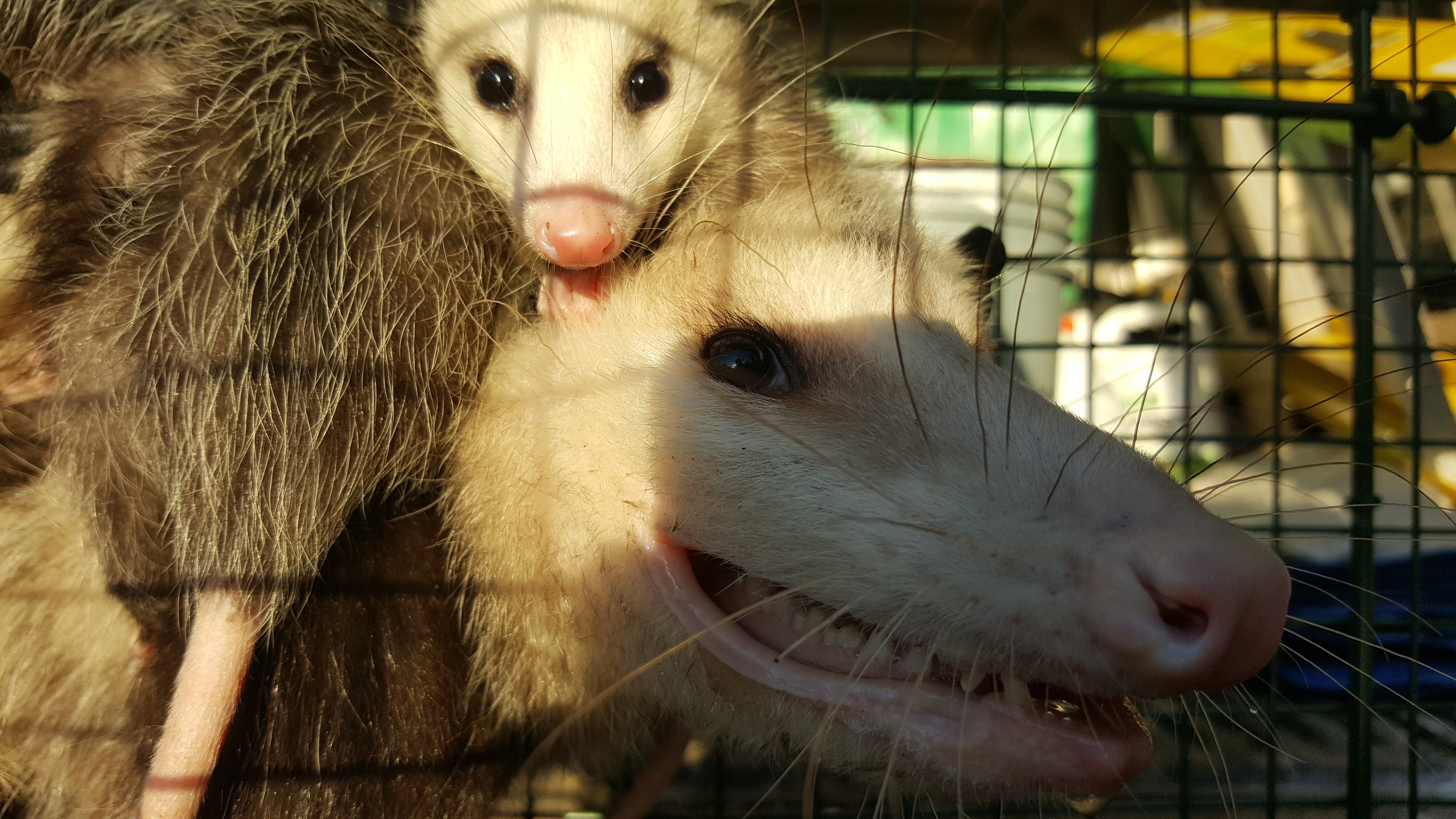 Opossum caught in cage live trap pest control. Wild animal
