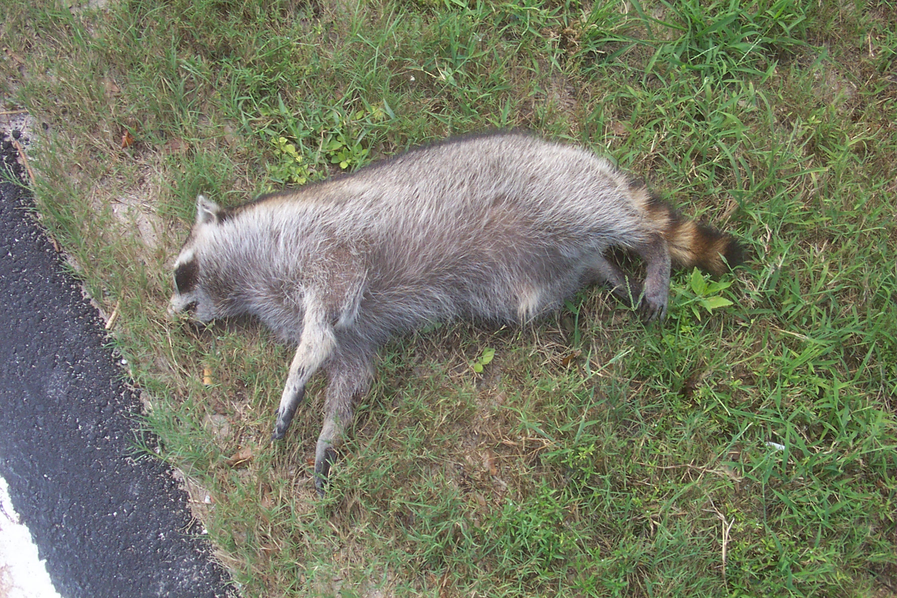 dead animal removal from crawl space, hendersonville tn