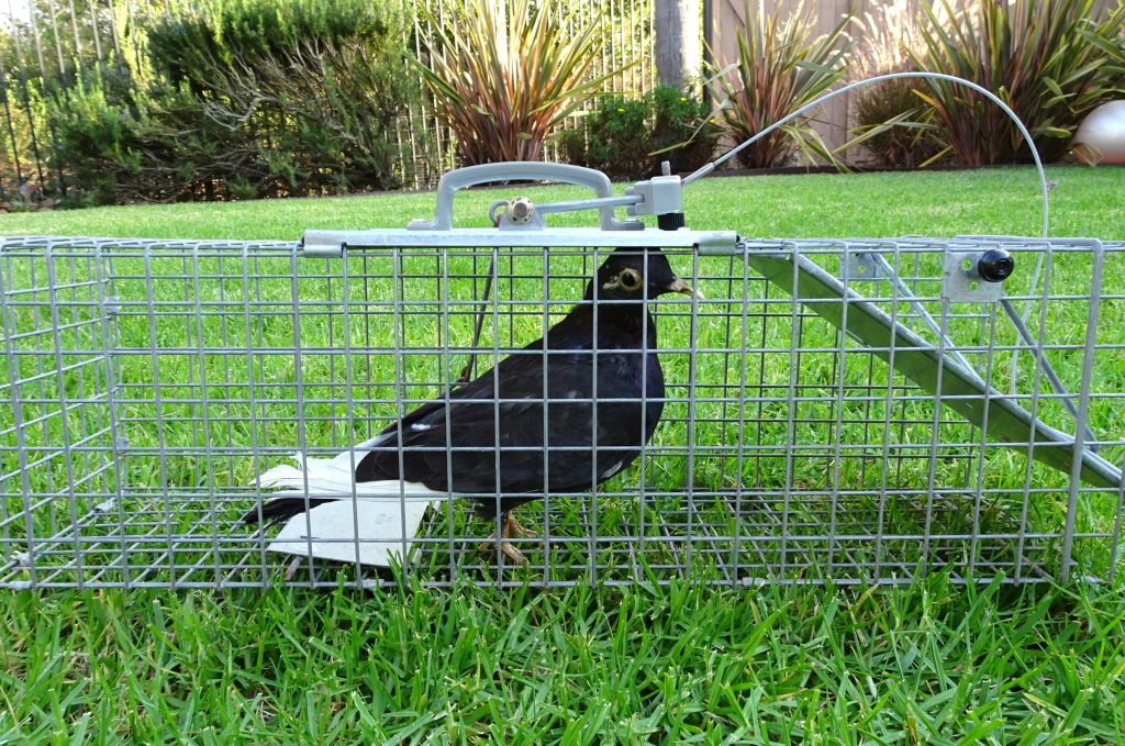 Pigeon Trapping in Linlithgow - Hanlon Pest Control