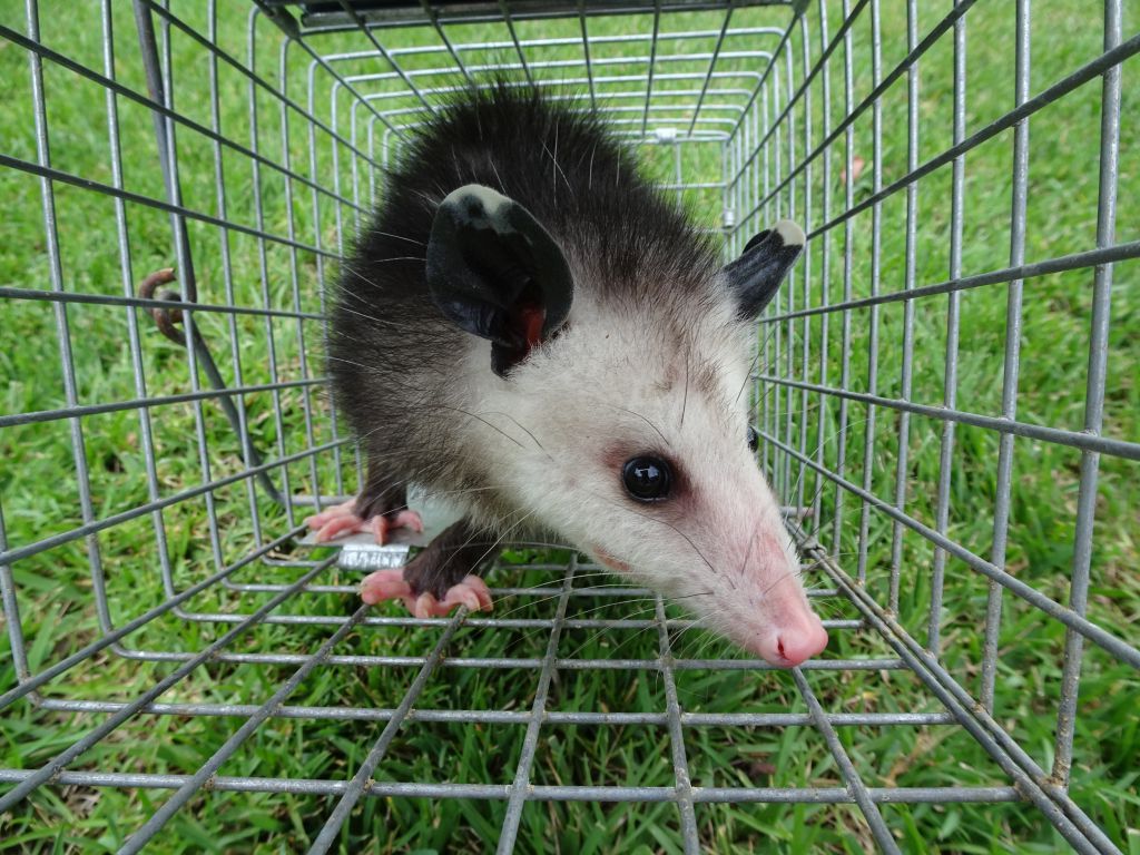 Possum traps big risk