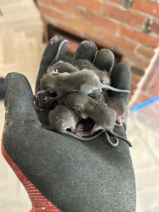 rat removal