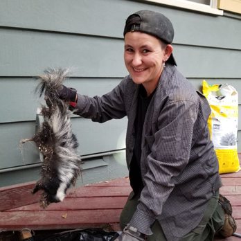 skunk removal